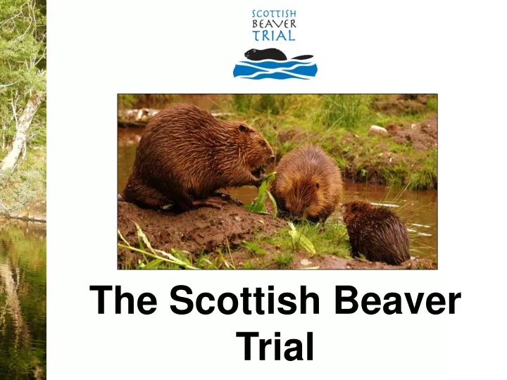 the scottish beaver trial