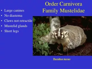 Order Carnivora Family Mustelidae