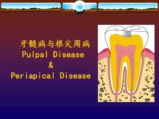 牙髓病与根尖周病  Pulpal Disease &amp; Periapical Disease