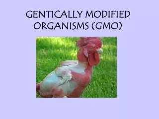GENTICALLY MODIFIED ORGANISMS (GMO)
