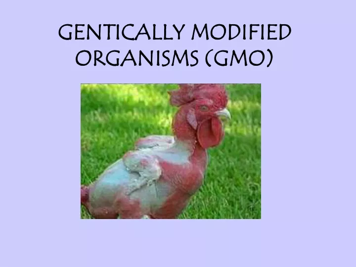 gentically modified organisms gmo