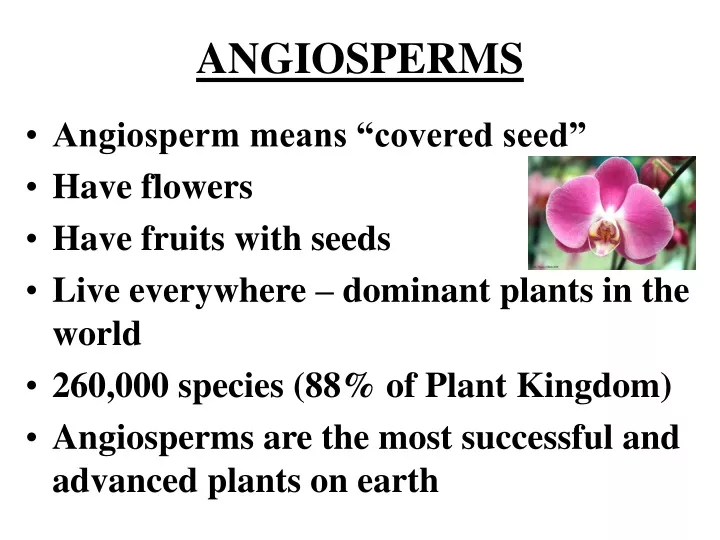 angiosperms