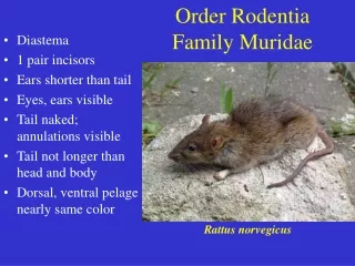 Order Rodentia Family Muridae