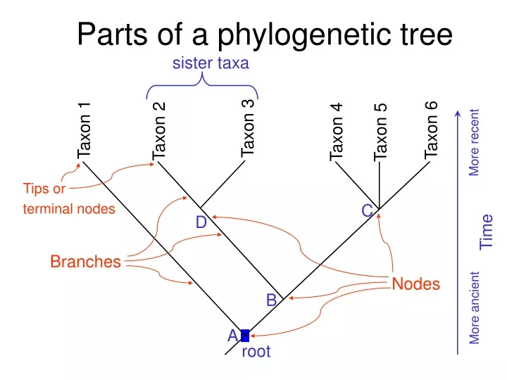 parts of a phylogenetic tree