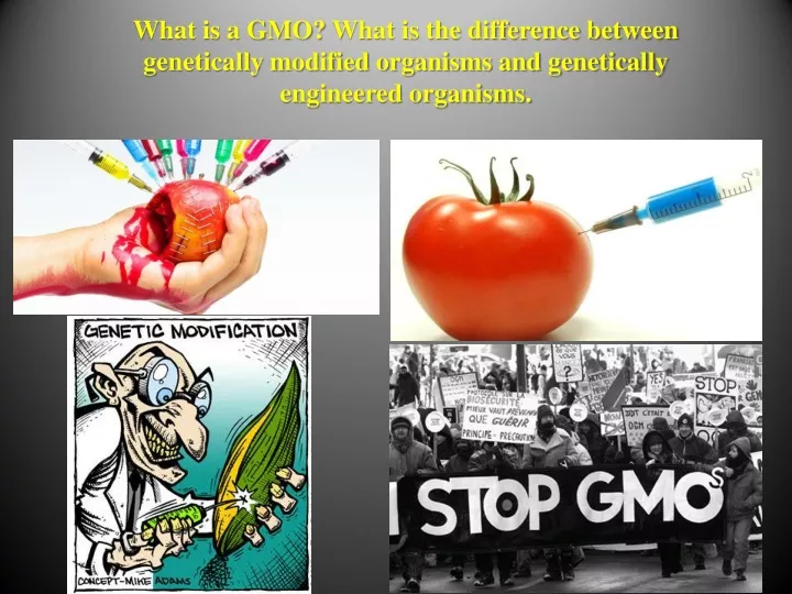 what is a gmo what is the difference between