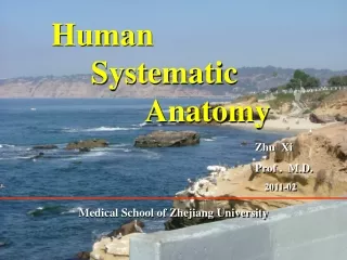 Human             Systematic                    Anatomy