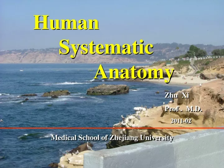 human systematic anatomy