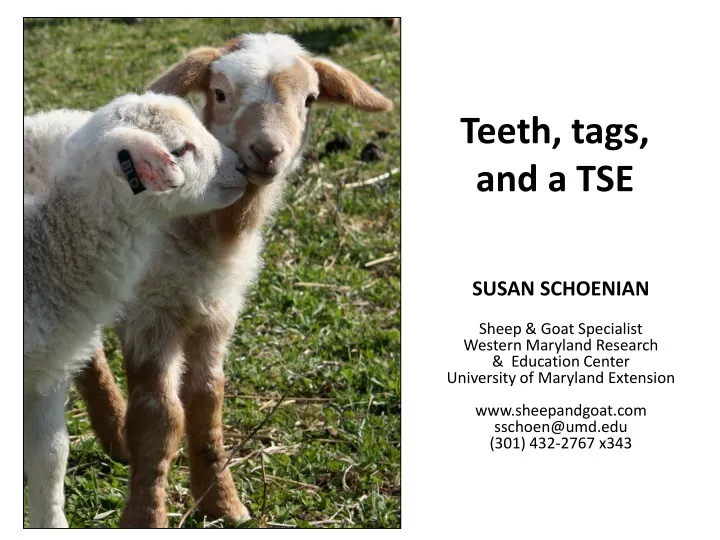 teeth tags and a tse