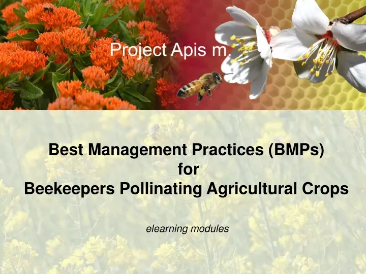 best management practices bmps for beekeepers
