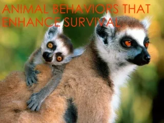 Animal  Behaviors that Enhance Survival