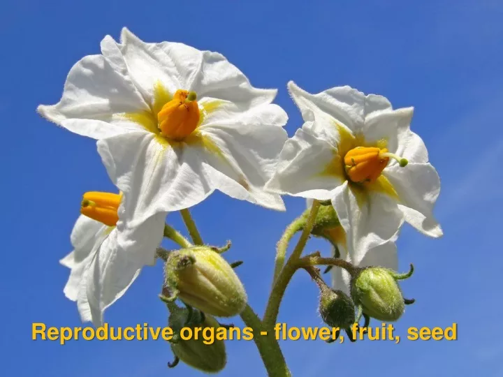 reproductive organs flower fruit seed