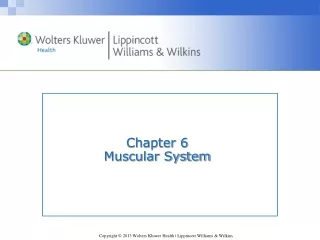 Chapter 6 Muscular System