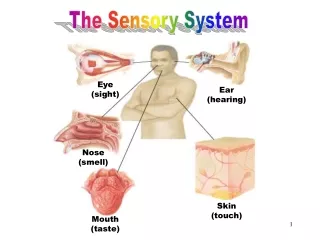 The Sensory System