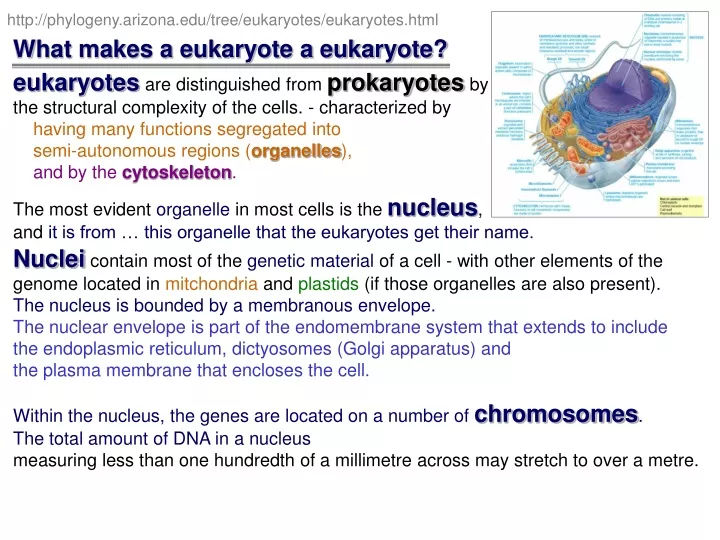 http phylogeny arizona edu tree eukaryotes