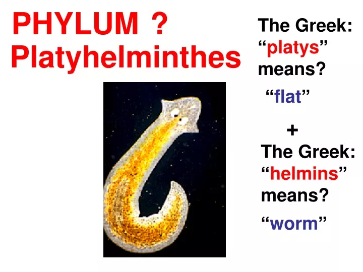 phylum