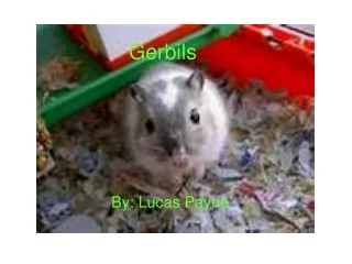 Gerbils