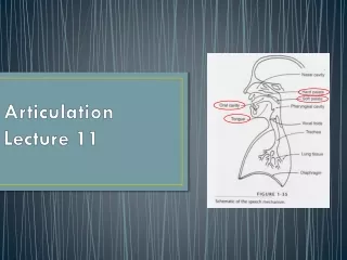 Articulation Lecture 11