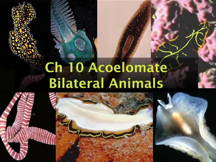 ch 10 acoelomate bilateral animals