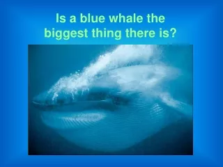 Is a blue whale the biggest thing there is?