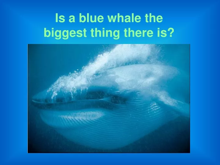 is a blue whale the biggest thing there is