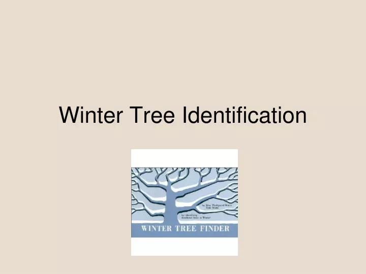 winter tree identification