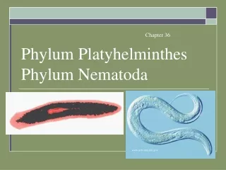 Phylum Platyhelminthes Phylum Nematoda