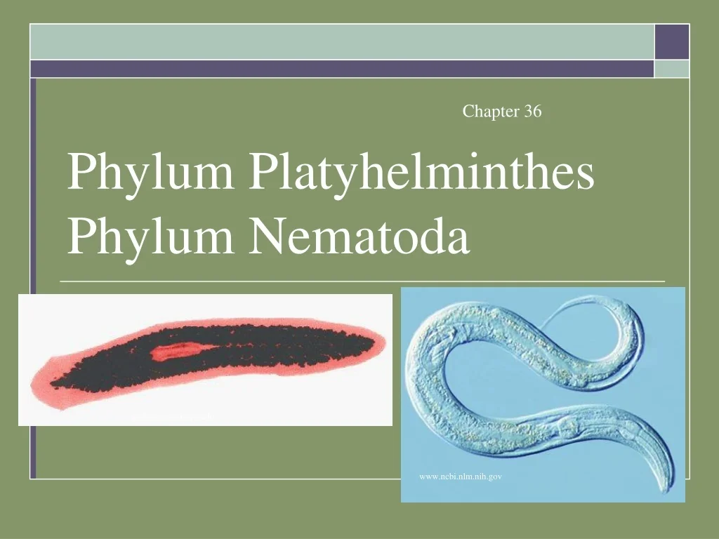 PPT - Phylum Platyhelminthes Phylum Nematoda PowerPoint Presentation ...