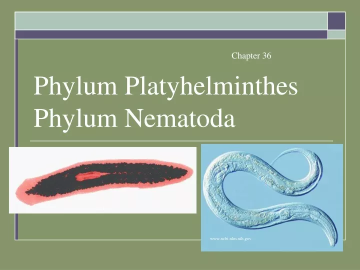 phylum platyhelminthes phylum nematoda