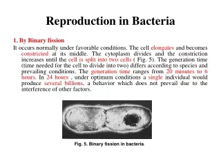 1. By Binary fission