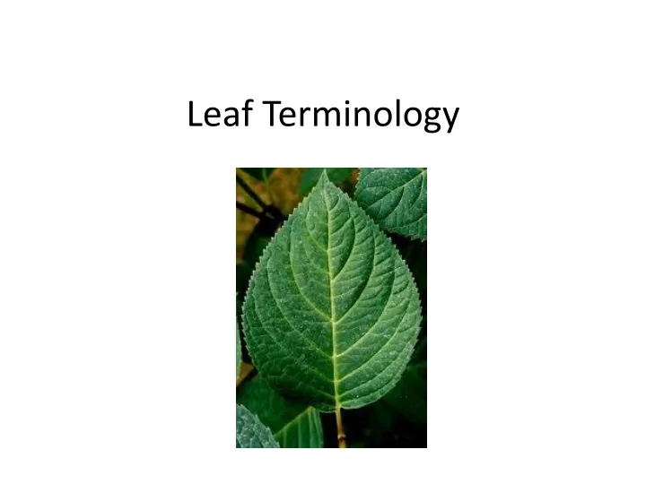 leaf terminology