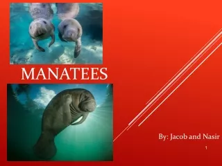 Manatees