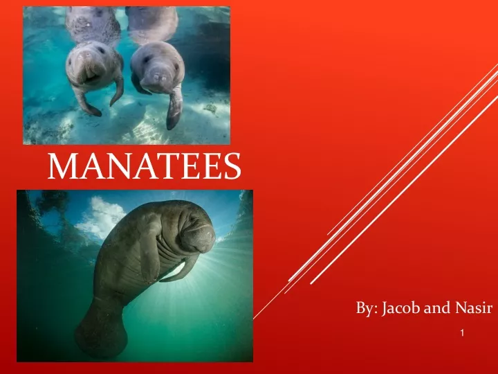 manatees