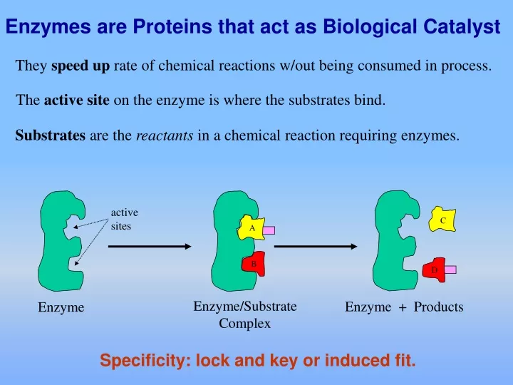 enzymes are proteins that act as biological