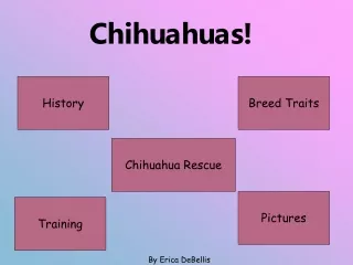 Chihuahuas!