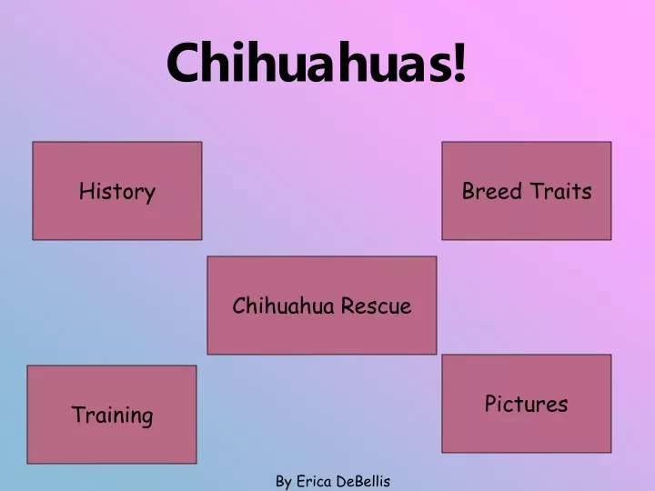 chihuahuas