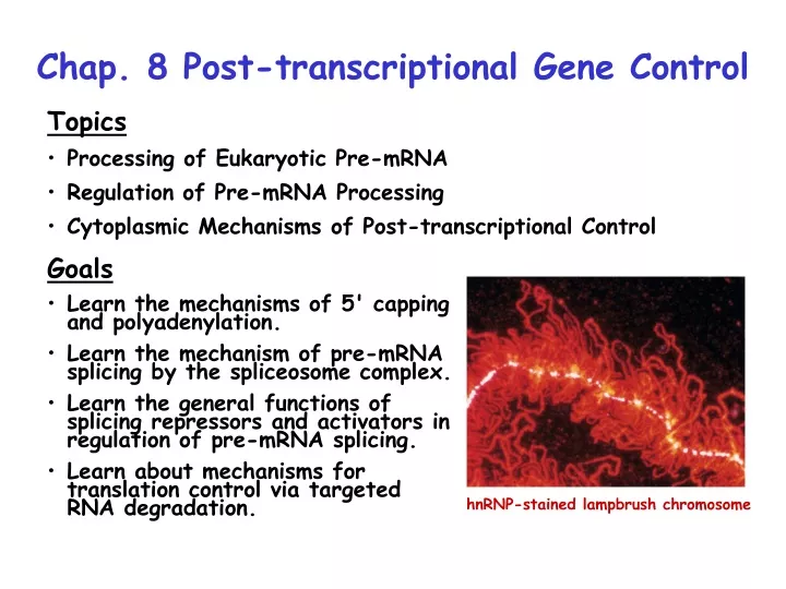 chap 8 post transcriptional gene control