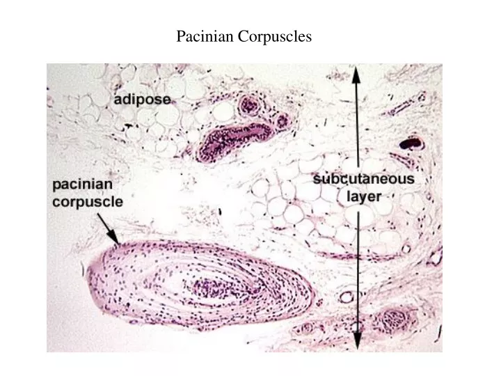 pacinian corpuscles