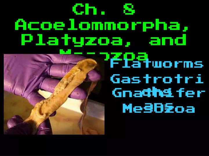 ch 8 acoelommorpha platyzoa and mesozoa