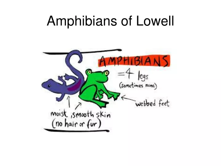 amphibians of lowell