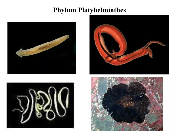 phylum platyhelminthes