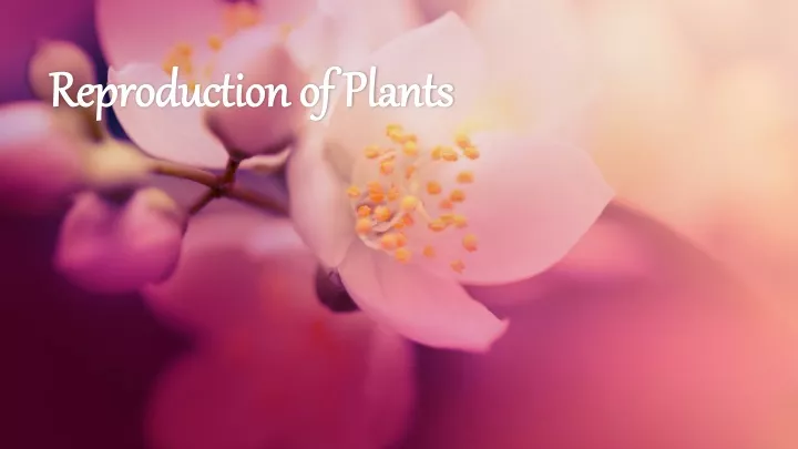 reproduction of plants