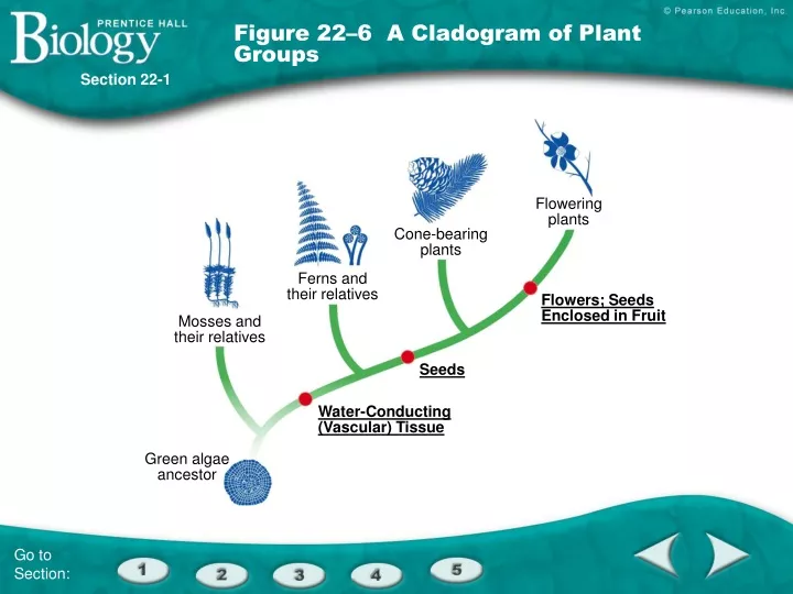 figure 22 6 a cladogram of plant groups