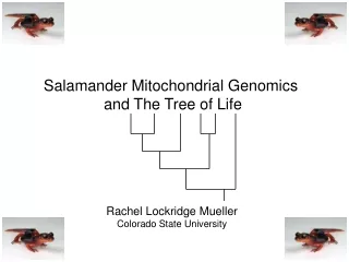 Salamander Mitochondrial Genomics  and The Tree of Life