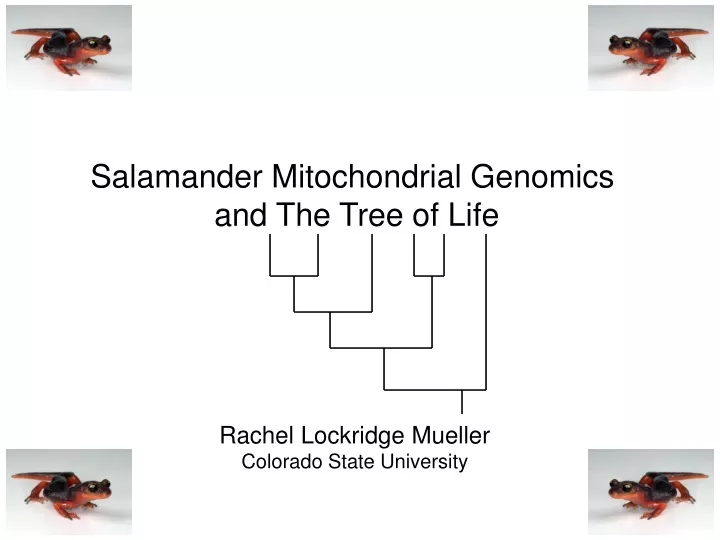salamander mitochondrial genomics and the tree