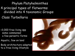 4 principal types of flatworms    divided into 4 taxonomic Groups