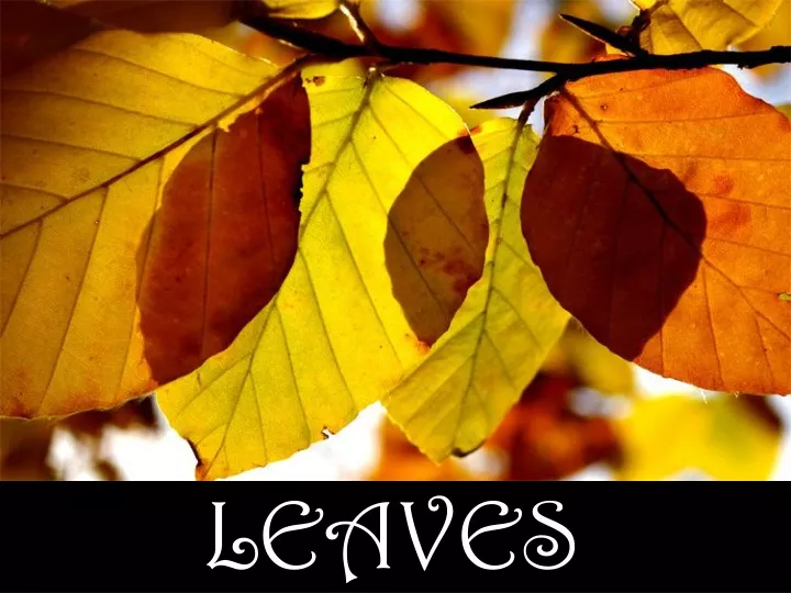 leaves