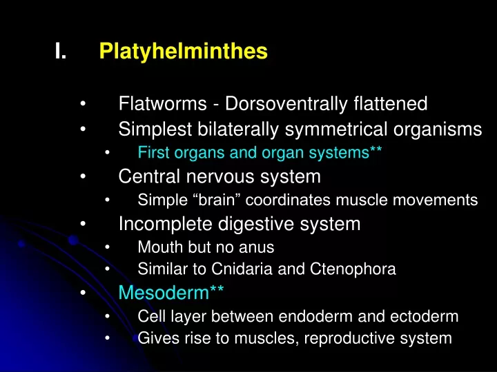 platyhelminthes flatworms dorsoventrally