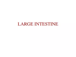 LARGE INTESTINE