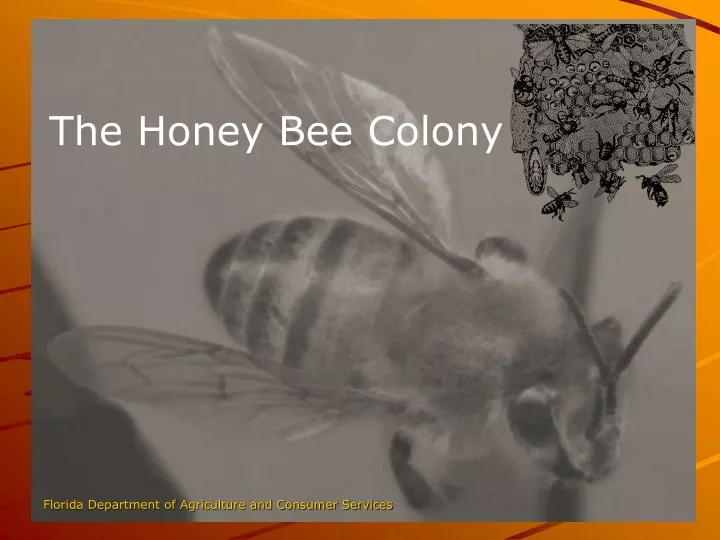 the honey bee colony