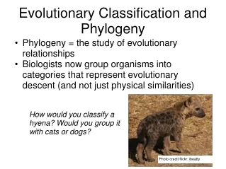 Evolutionary Classification and Phylogeny
